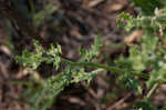 Winged pigweed